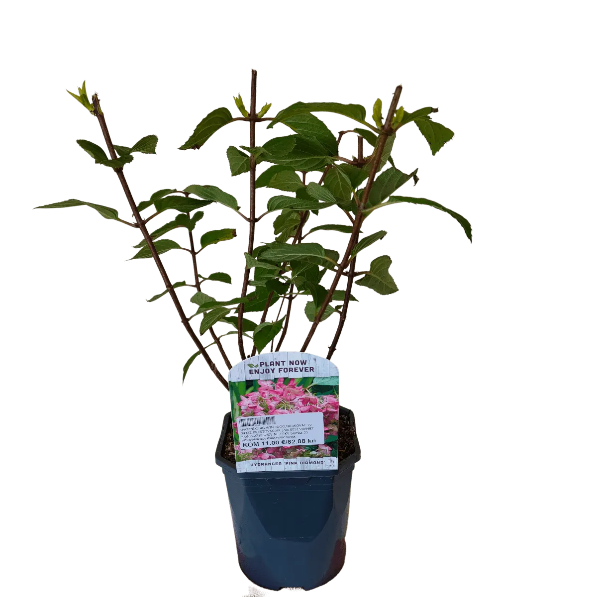 hydrangea p. “pink diamond” - slika 2