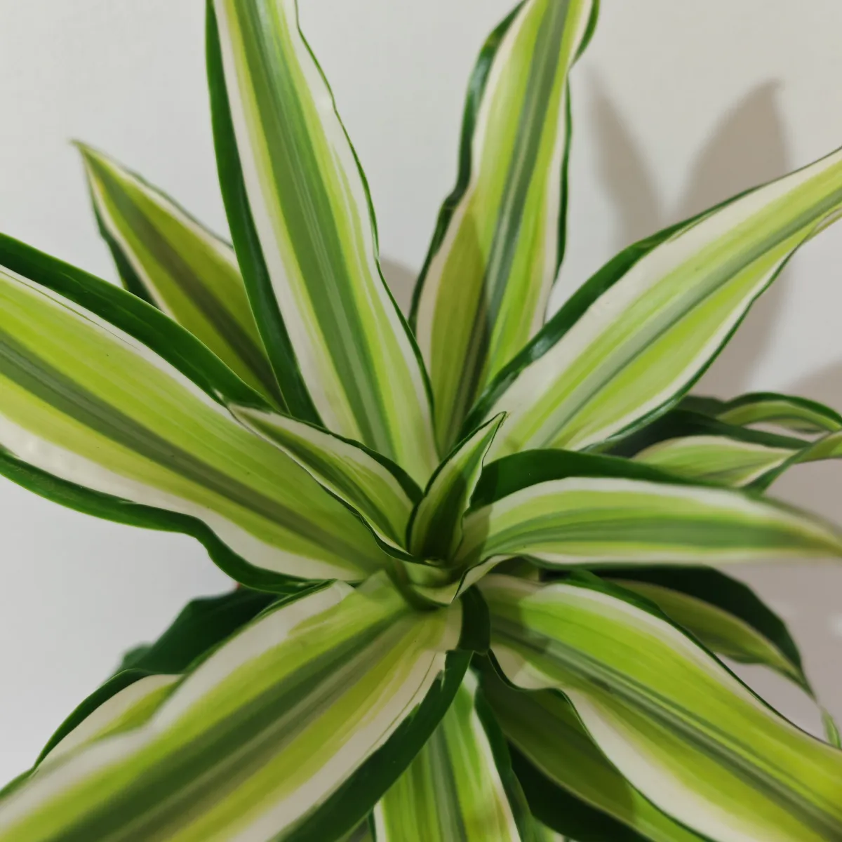 dracaena frag “malaika” - slika 3