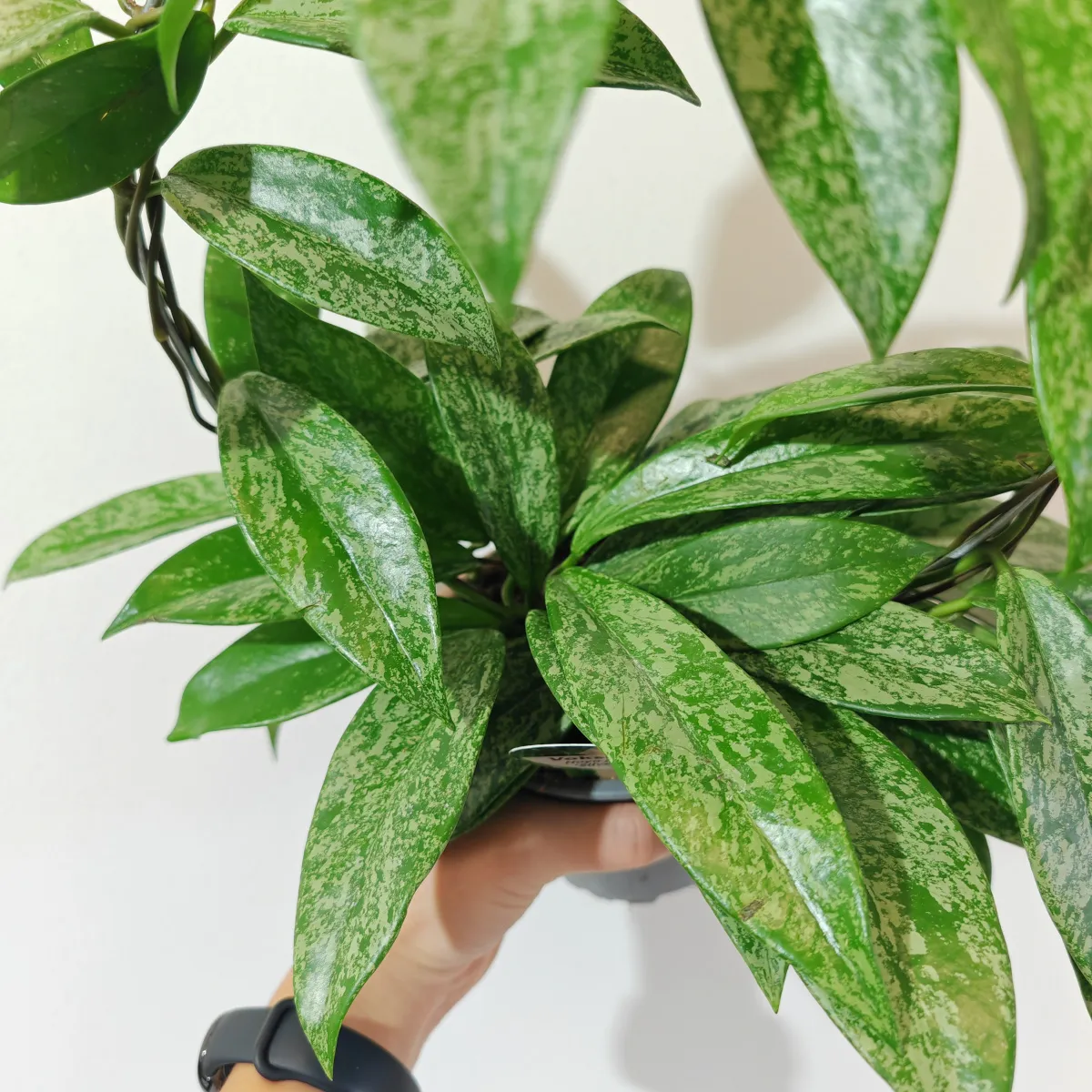 hoya carnosa “silverspots” - slika 2