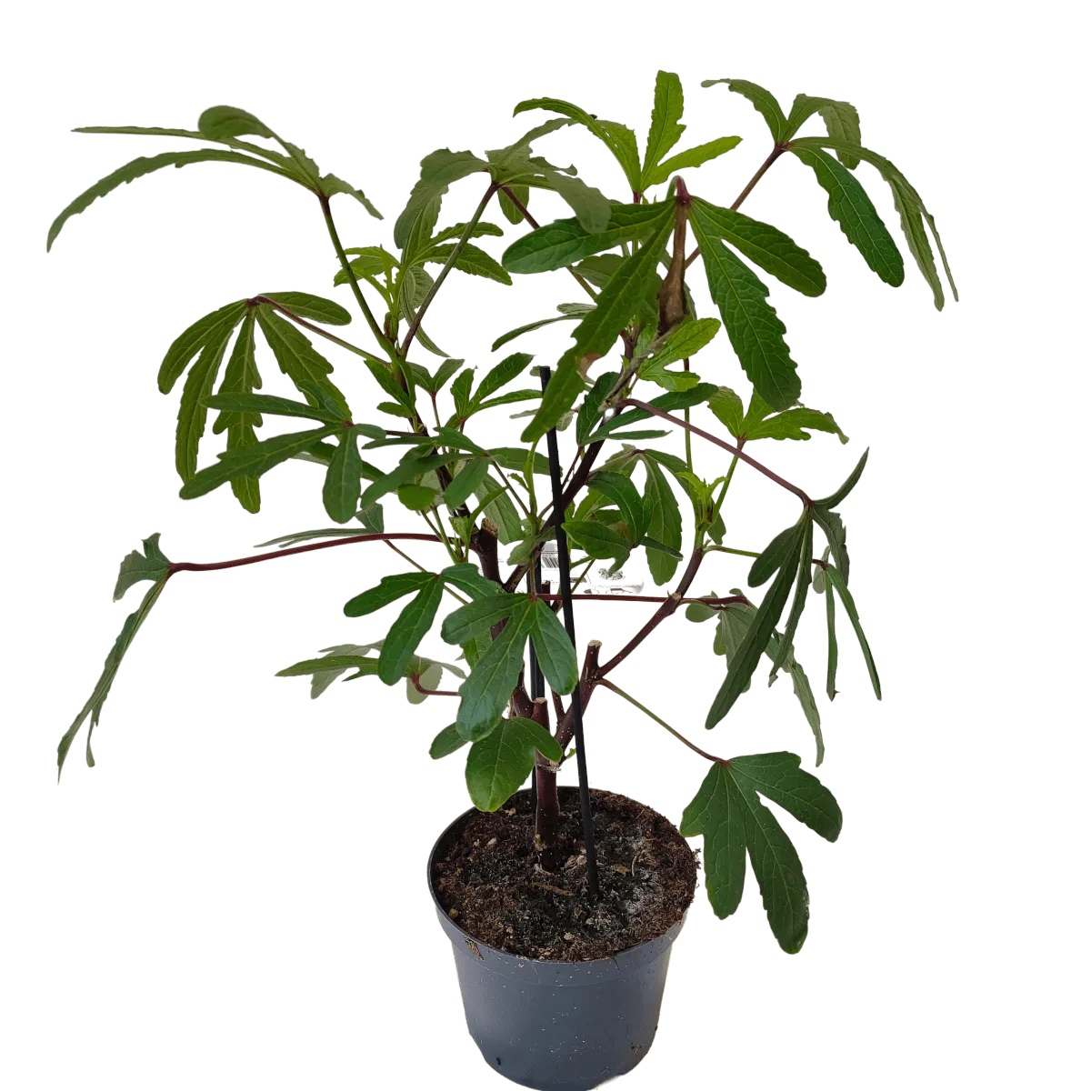 HIBISKUS sabdariffa “Tea Plant” - Brestovac