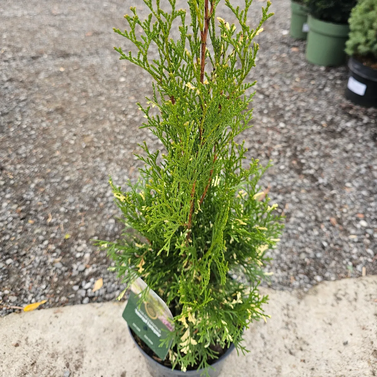 thuja occ.” smaragd” - slika 2
