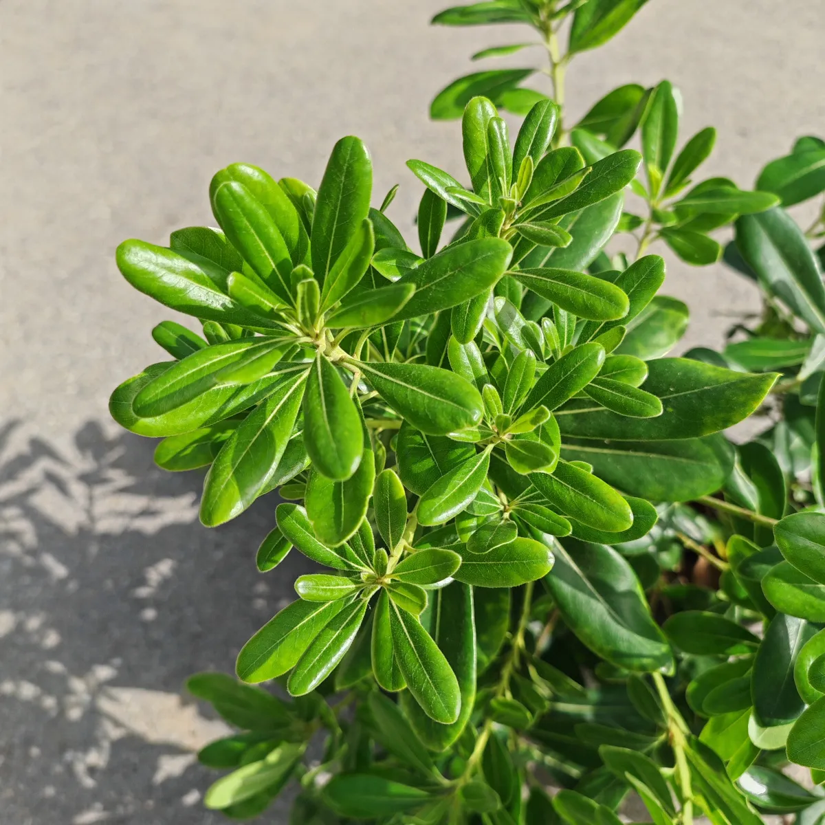 pittosporum tobira - slika 2