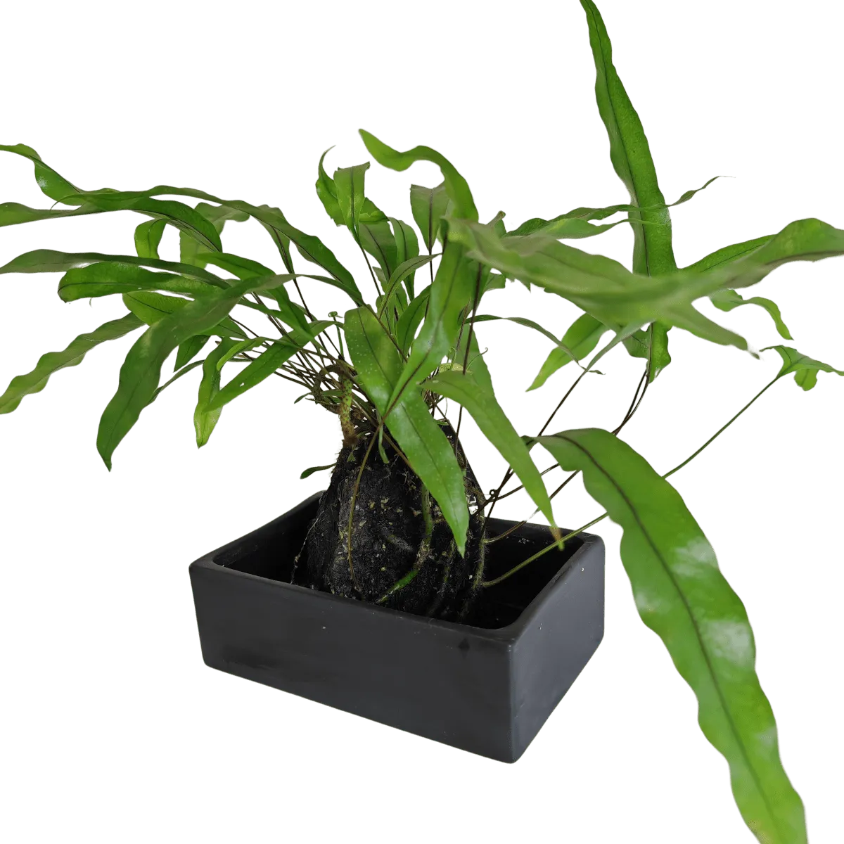 MICROSORUM DIVERSIFOLIUM na vulkanskom kamenu - Brestovac