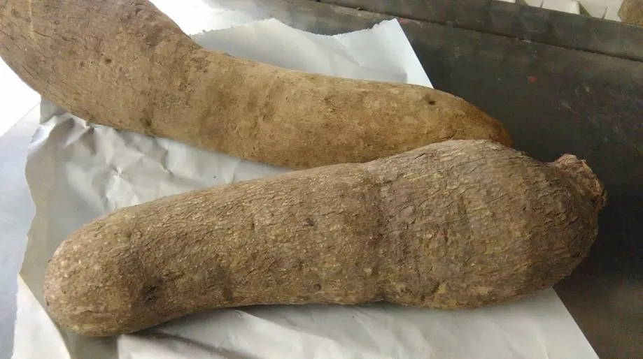 YAM krumpir - Donja Bistra, Bistra