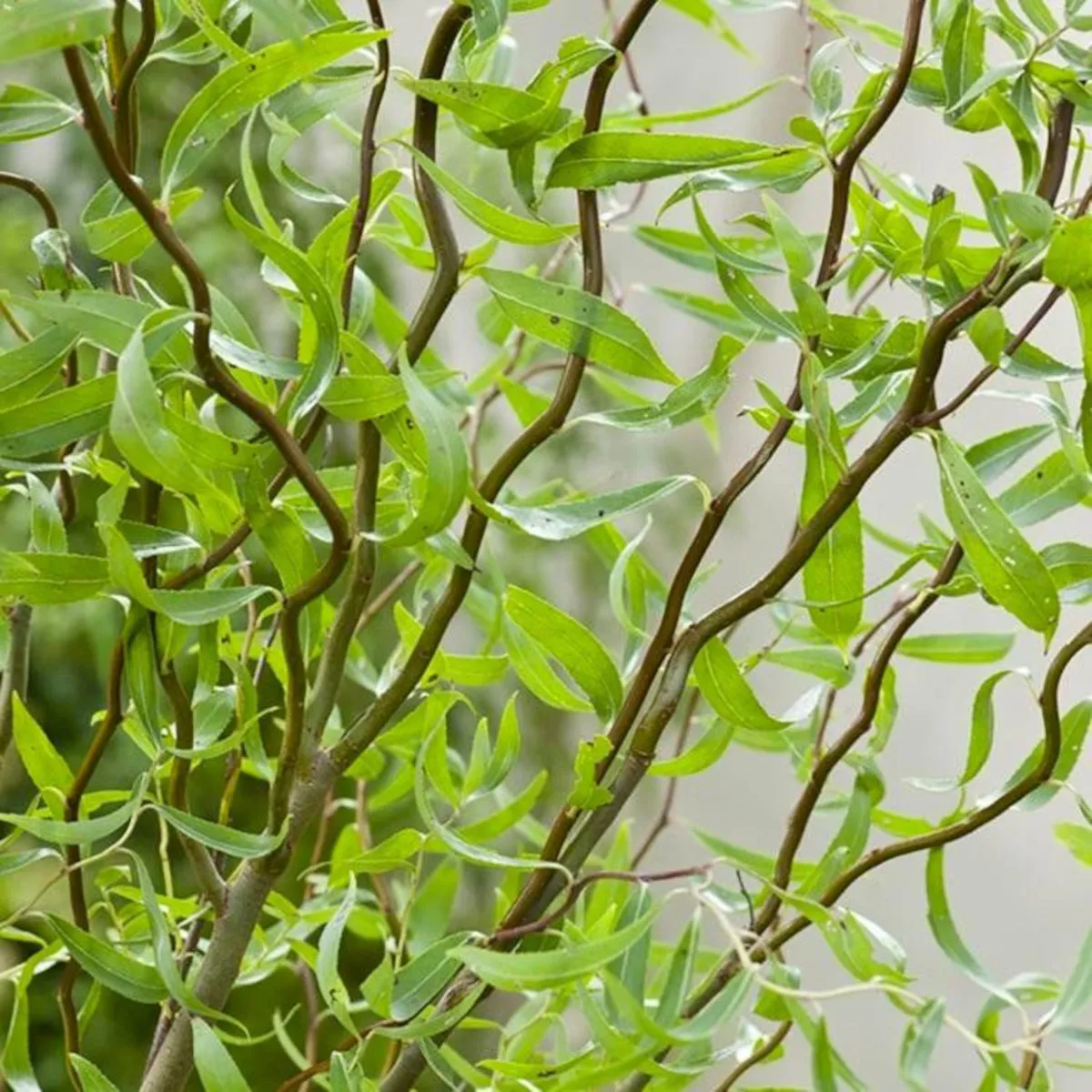 SALIX BABY. “Tortuosa” - Nurkovac, Brestovac