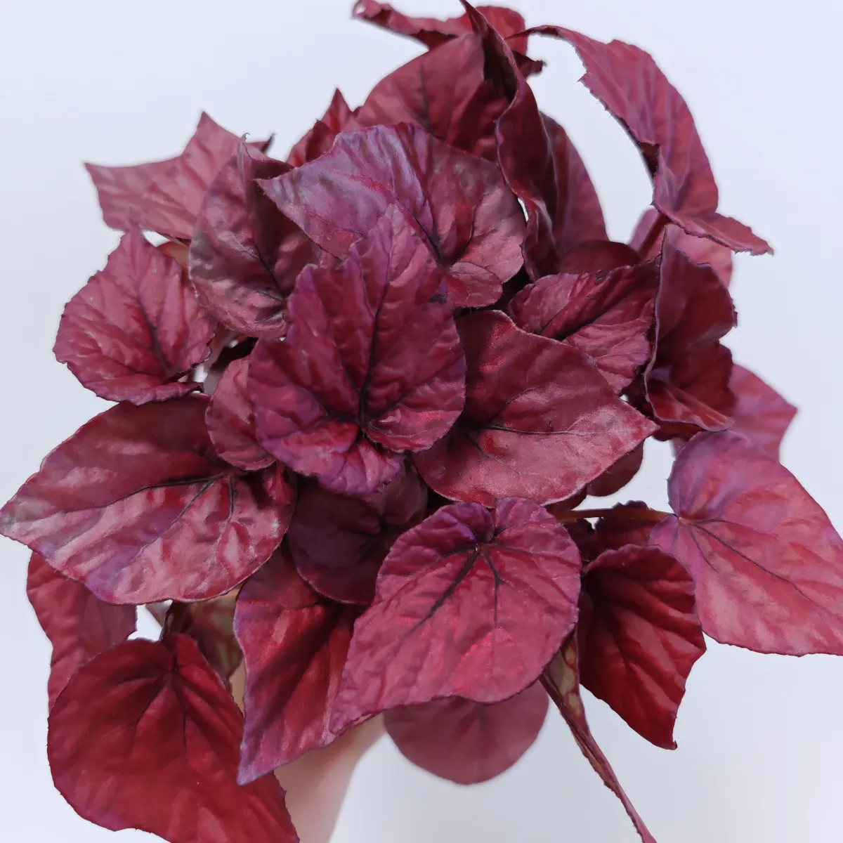 begonia foliage - slika 5