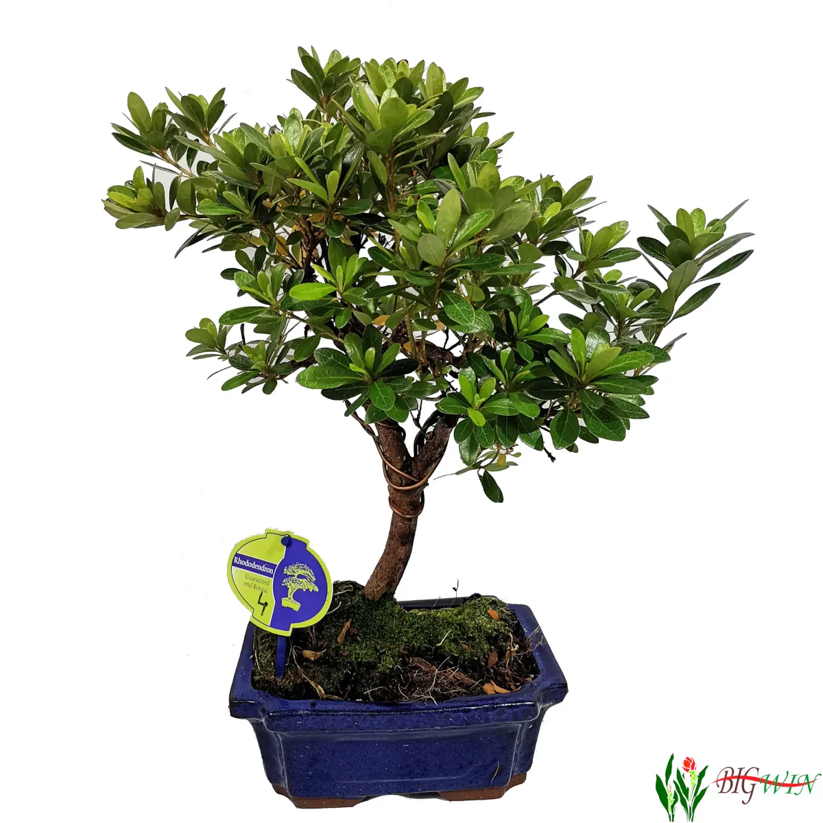 bonsai vanjski “rhododendron” - slika 3
