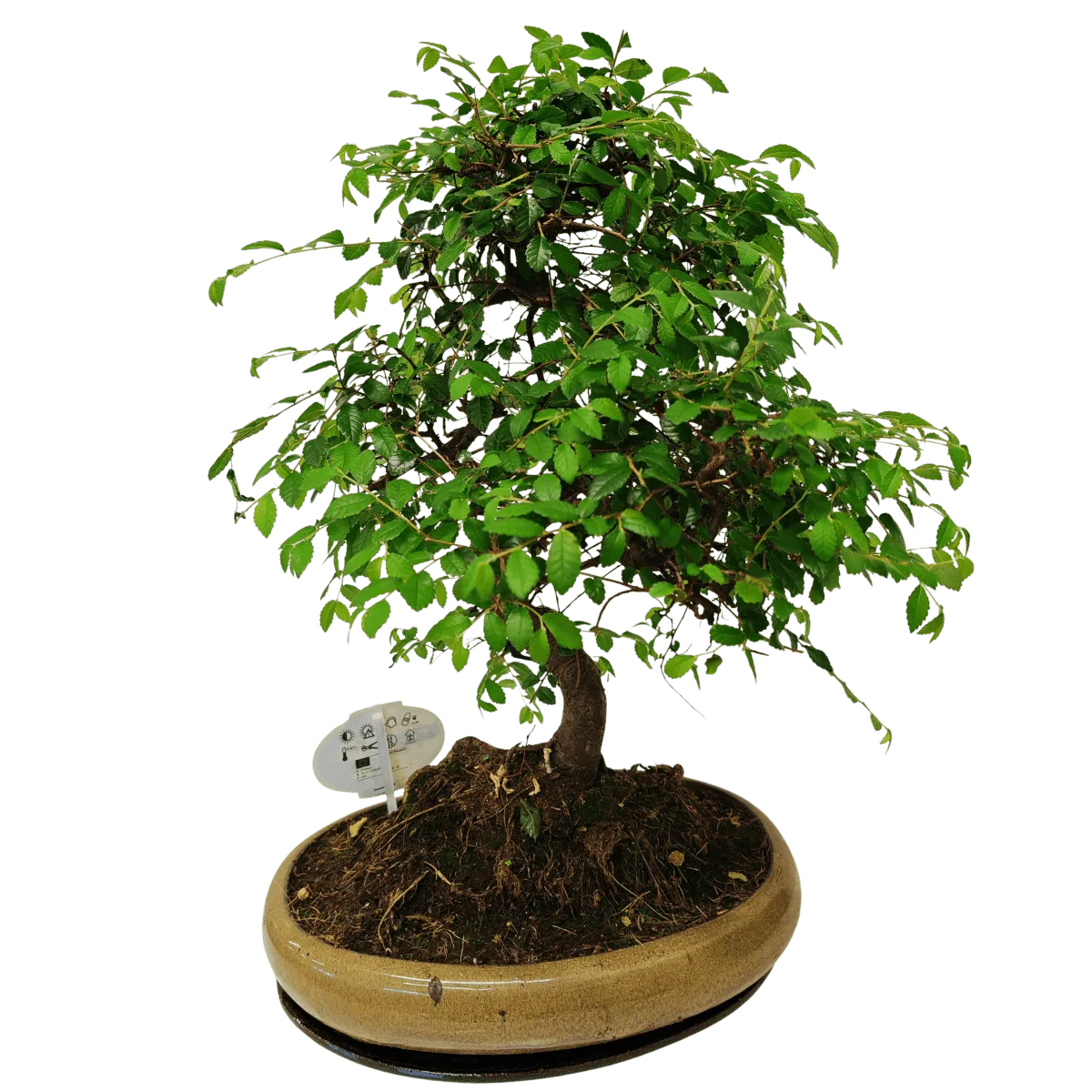 bonsai kućni - slika 7