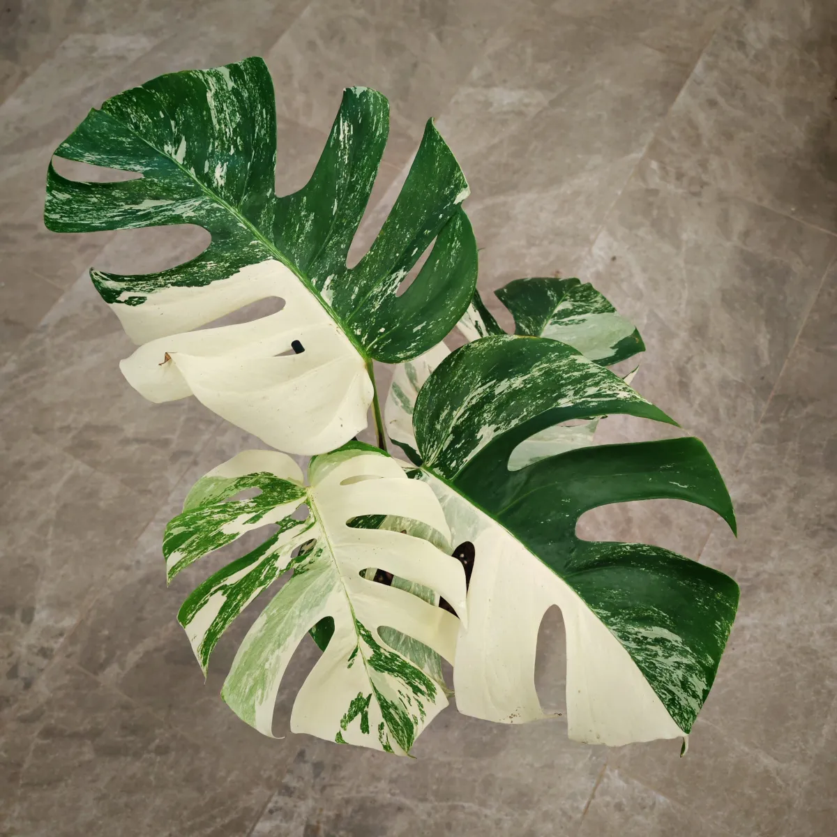 monstera d. albo variegata - slika 2