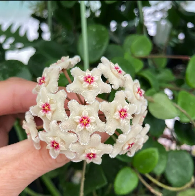 hoya “mathilde” splash - slika 2