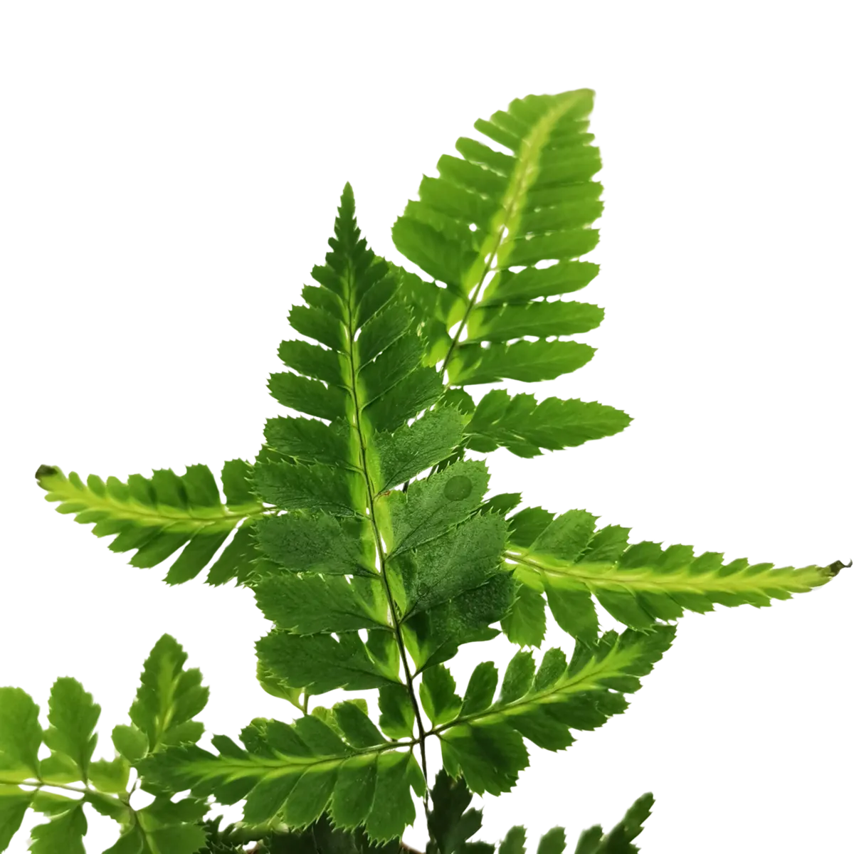 rumohra adiantiformis “variegata” - slika 2