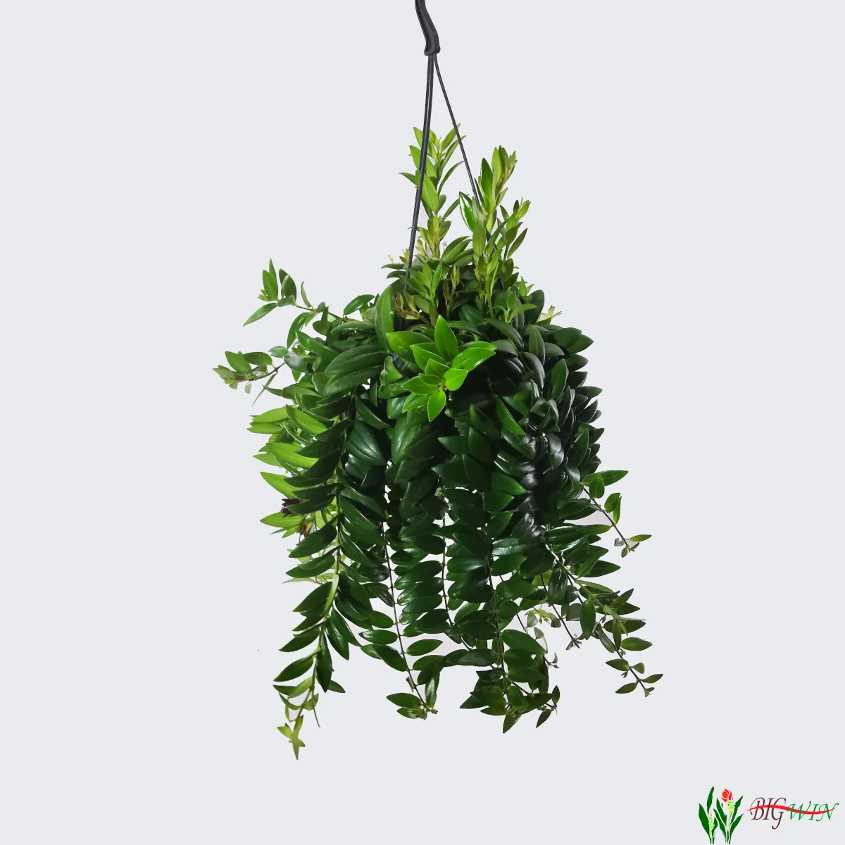 aeschynanthus - slika 8