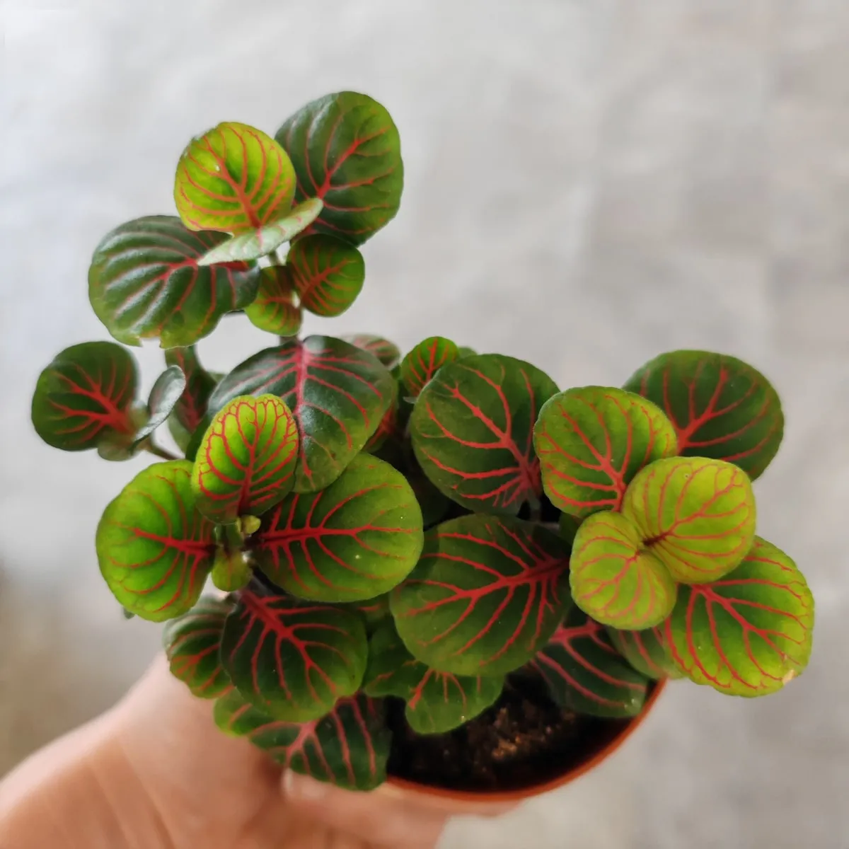 fittonia verschaffeltii - slika 7
