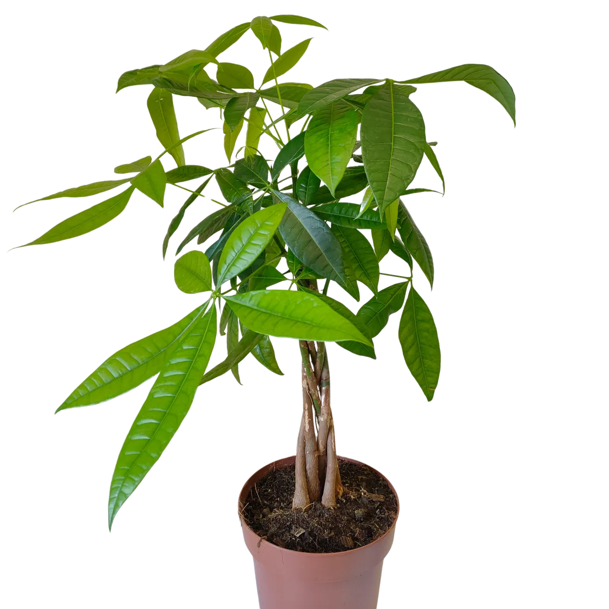 pachira aquatica - slika 3