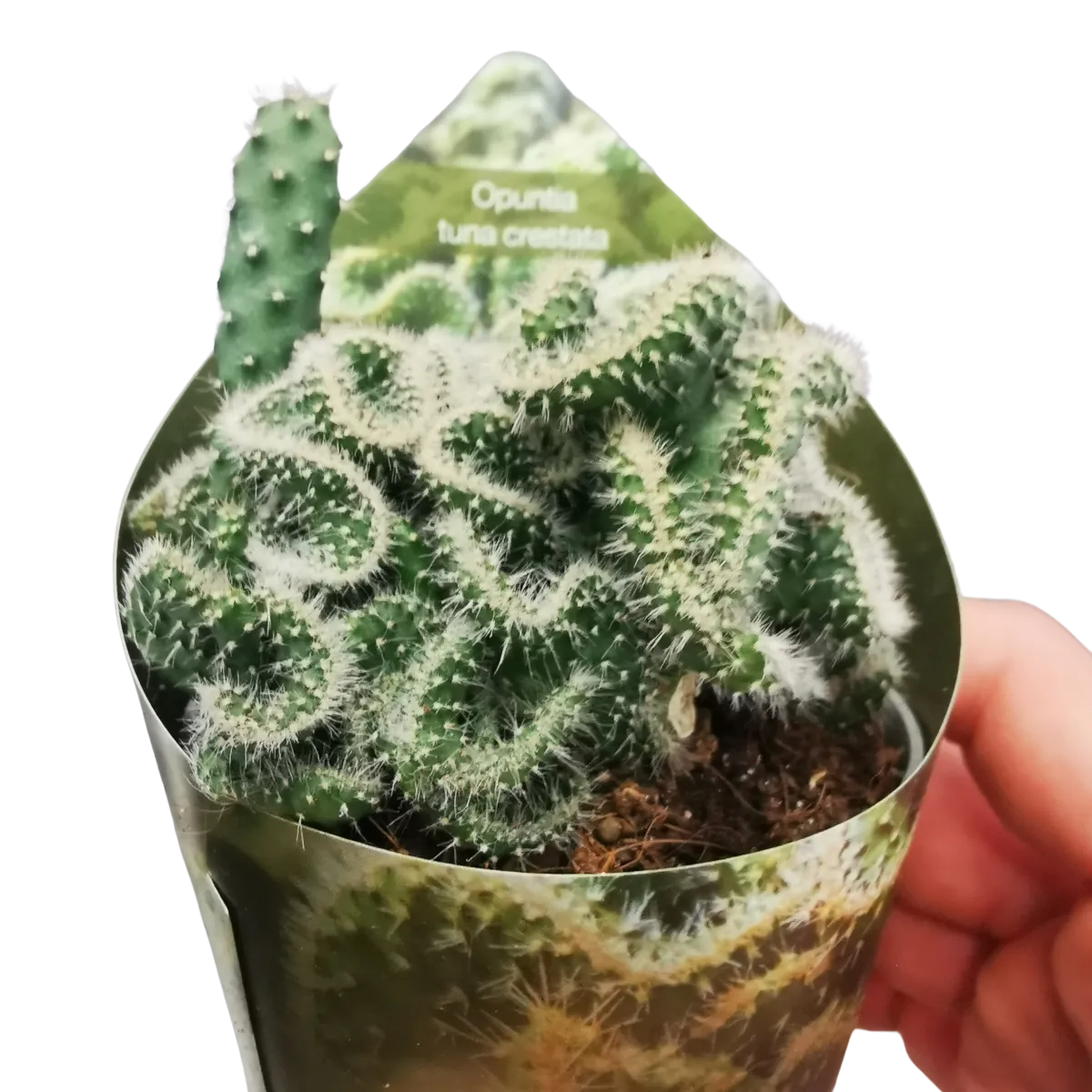 OPUNTIA “Tuna Crestat” - Brestovac