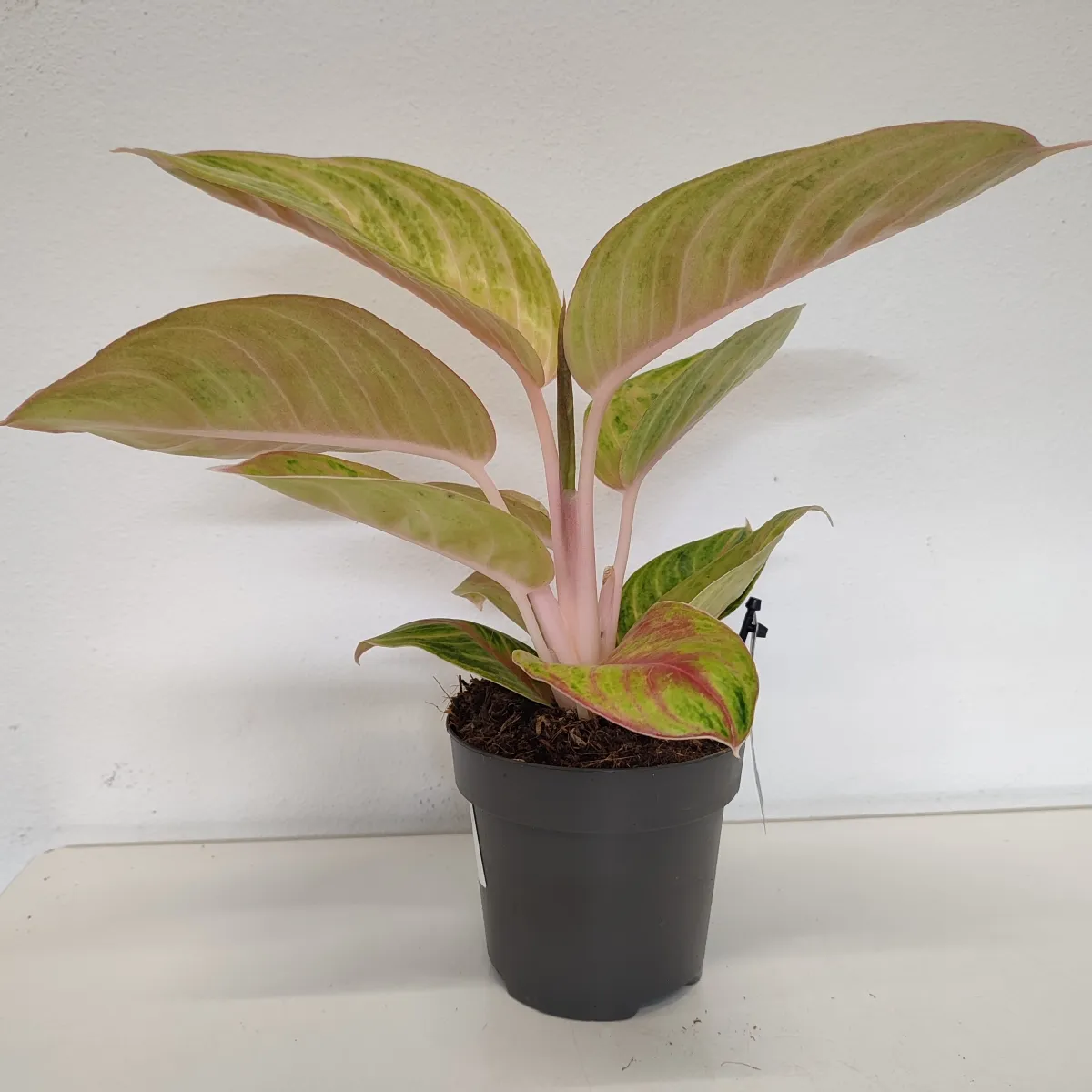 aglaonema “rose parakeet” - slika 3
