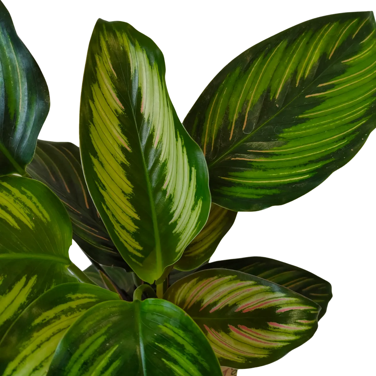 calathea “beauty star” - slika 2