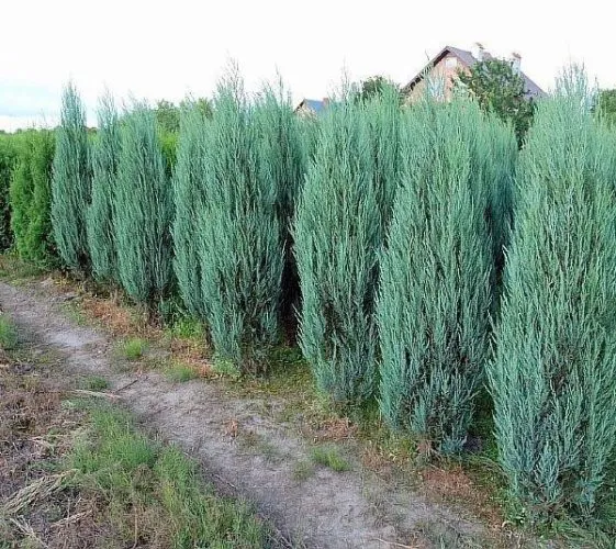 JUNIPERUS SCO. “Blue Arrow” - Nurkovac, Brestovac
