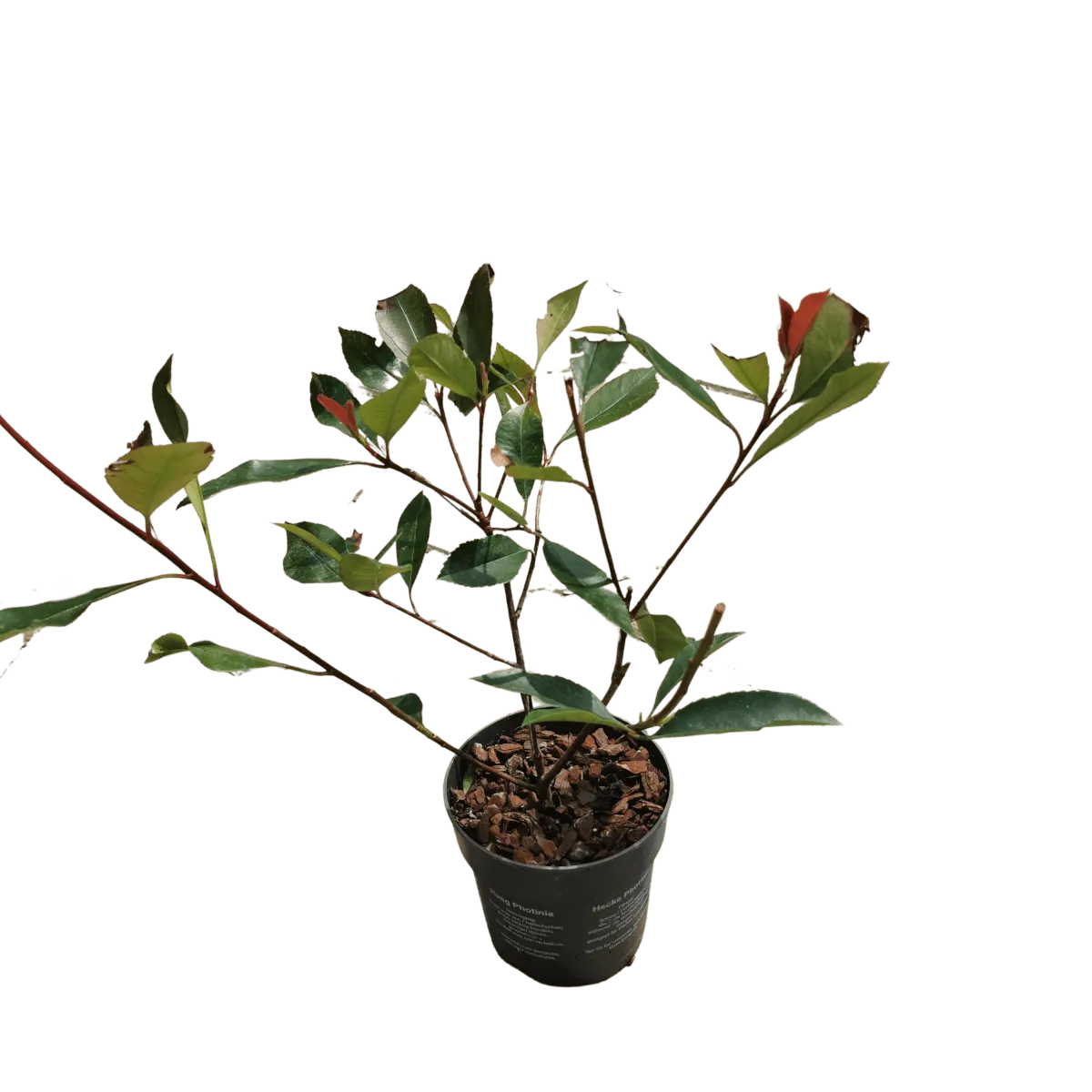 photinia fr. “red robin” - slika 4