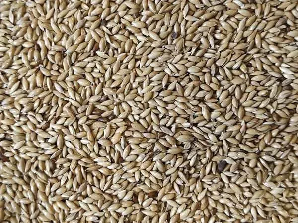 Sjajac/ canary seed 1kg - Đakovo