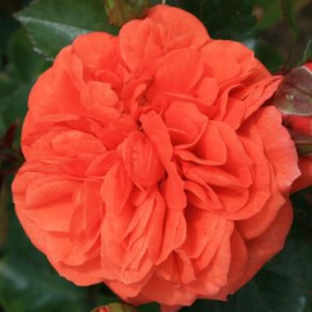 RUŽA STABLAŠICA “Orangerie” floribunda - Brestovac