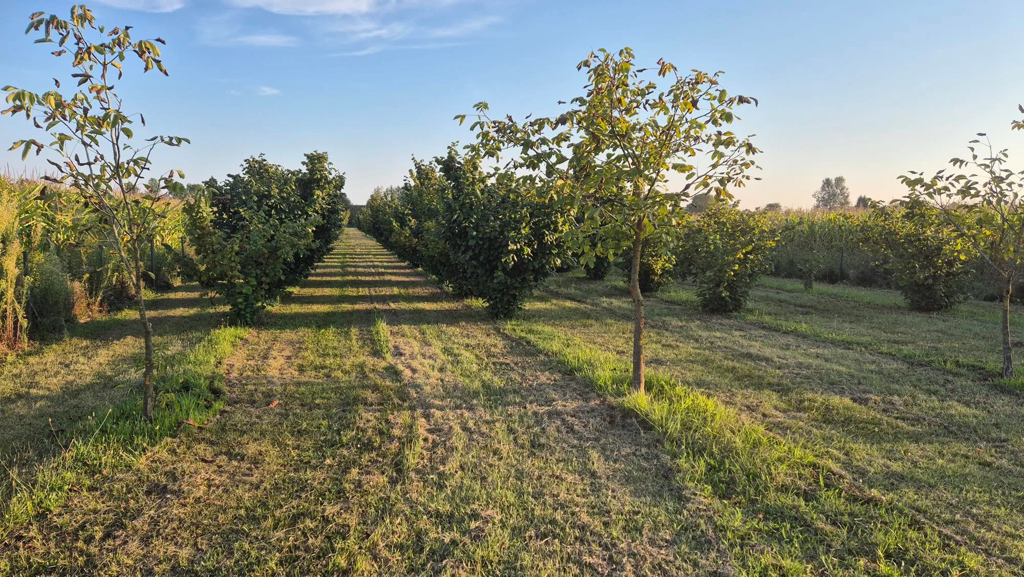 nasad lješnjaka, obedišće, 16100 m2 moguća zamjena - slika 3