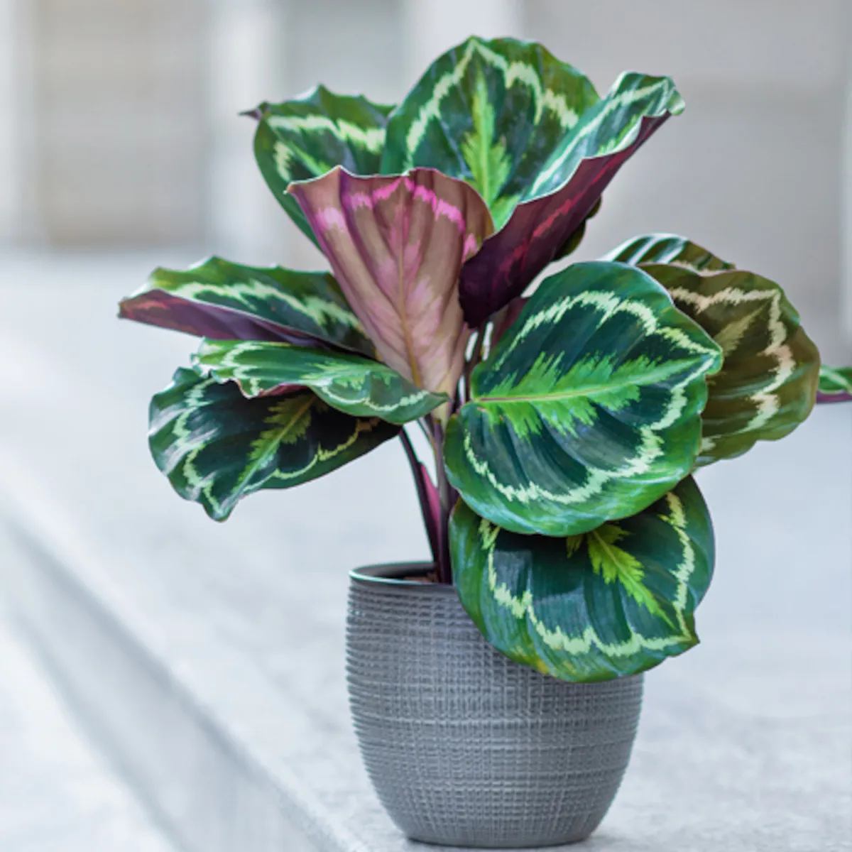Calathea “Medallion” - Brestovac