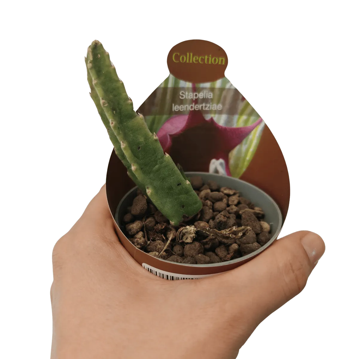 stapelia “leendertziae” - slika 2