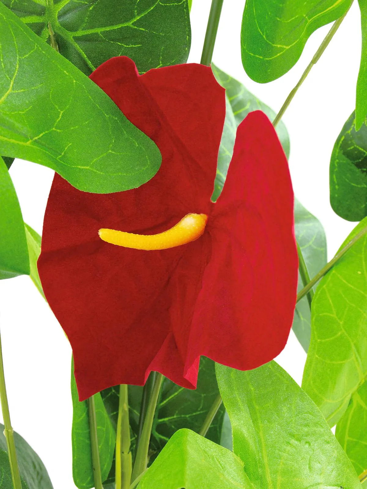 europalms anthurium, 64cm - slika 2