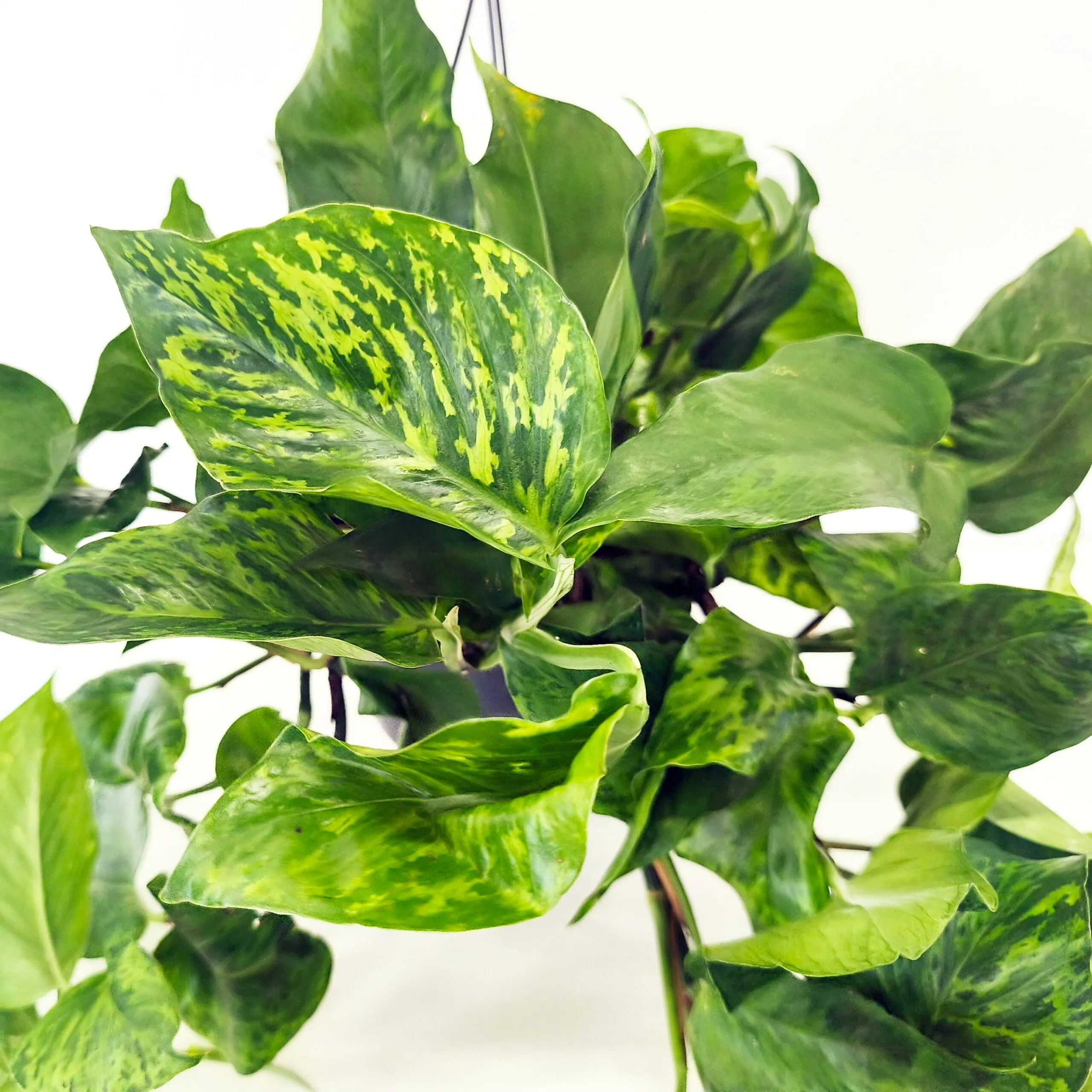 epipremnum pinn. “marble green” - slika 2