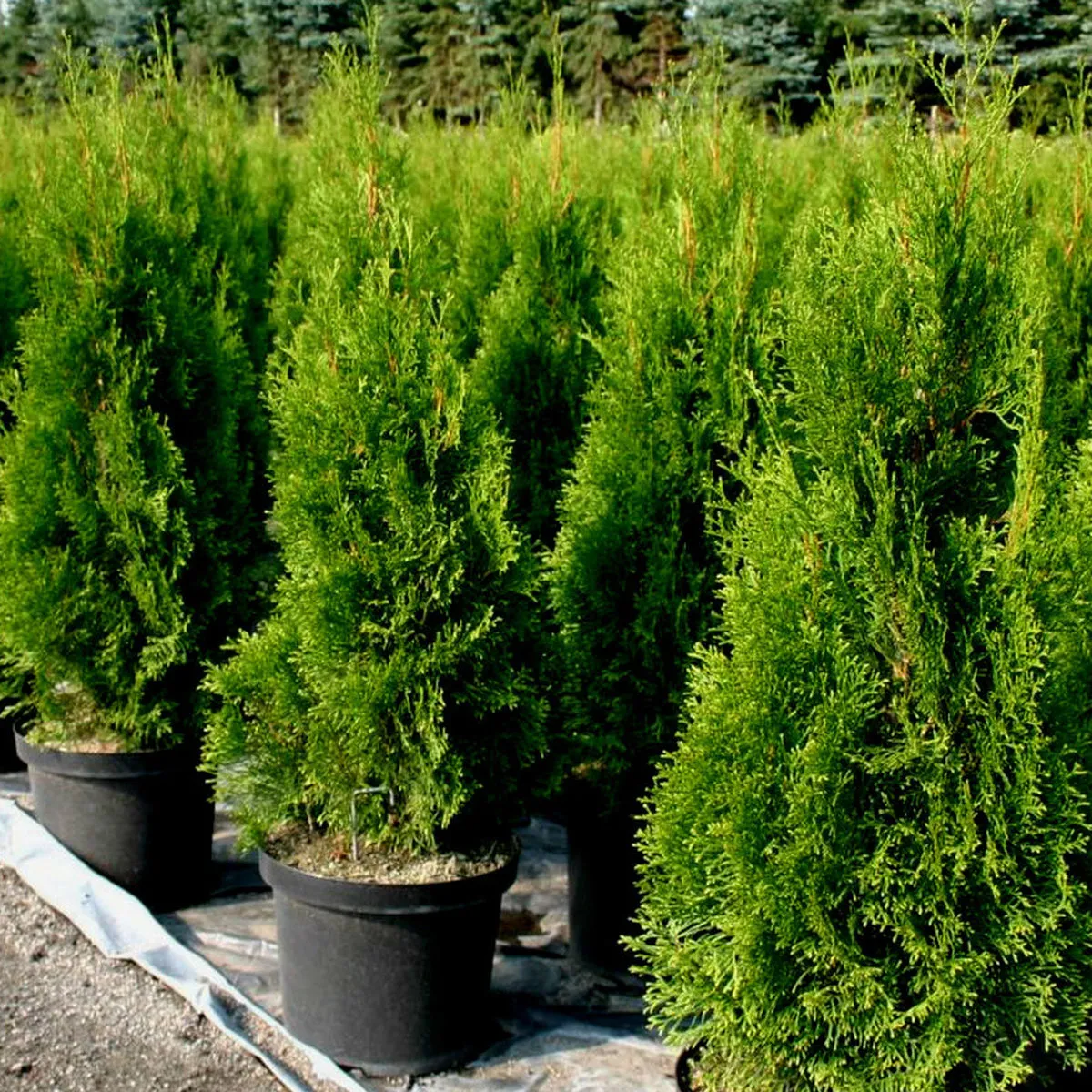 thuja occ.” smaragd” - slika 5
