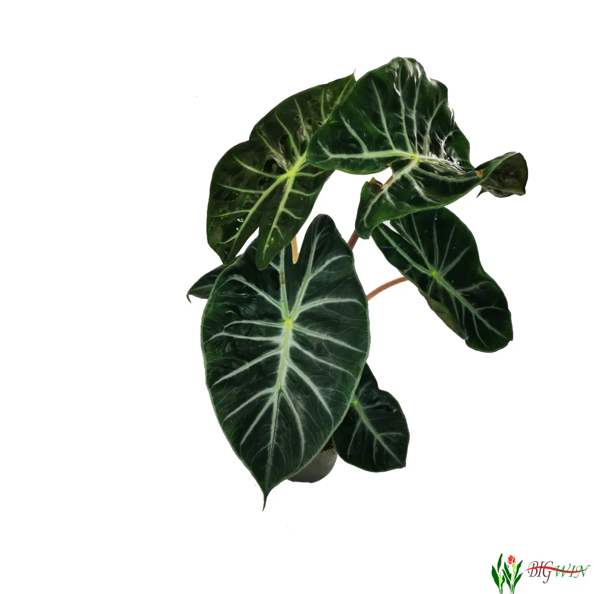 alocasia “pink dragon” - slika 3