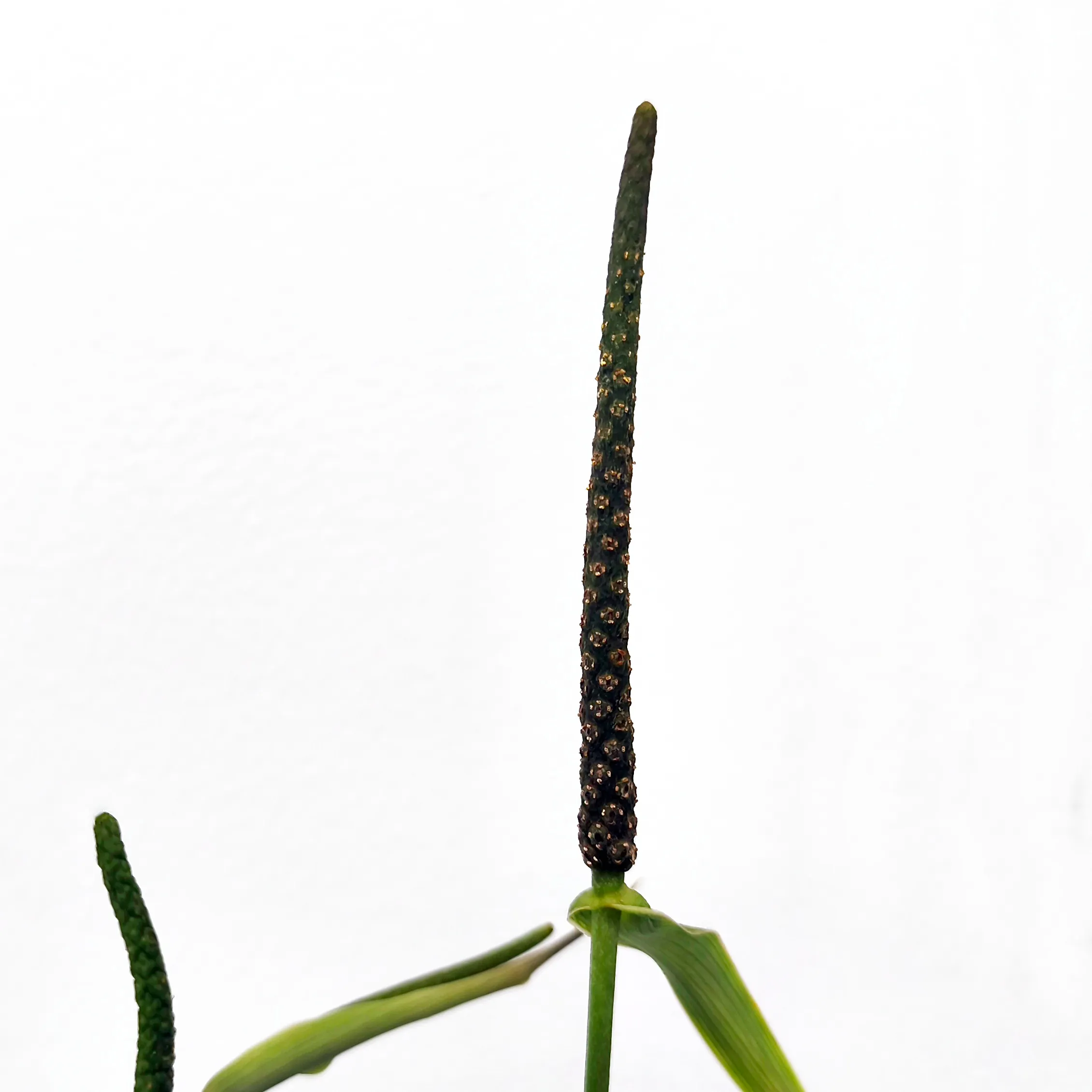 anthurium “clarinervium green” - slika 3