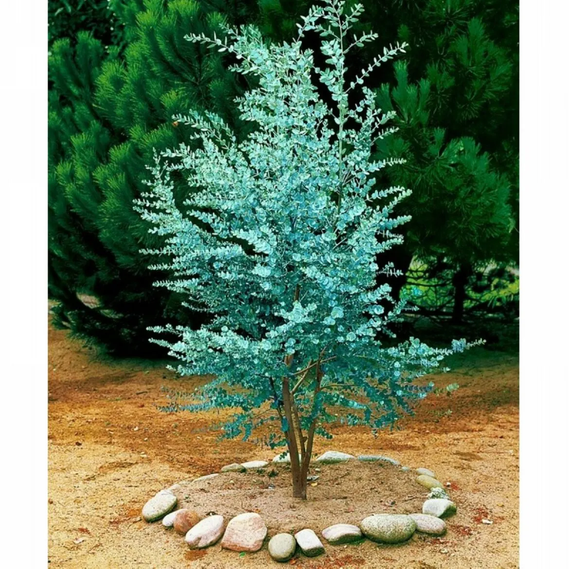 eucalyptus gunnii - slika 3