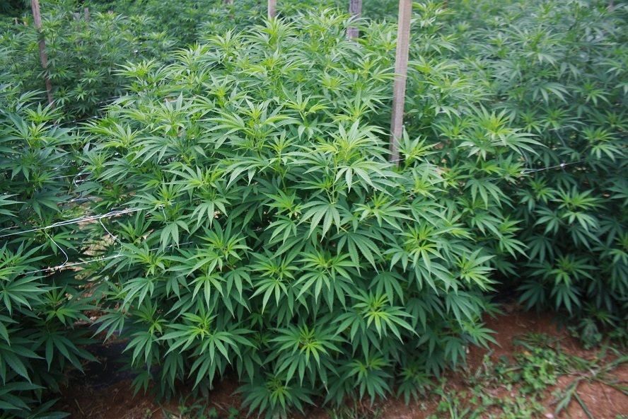 cbg/cbd smola 70% - slika 4