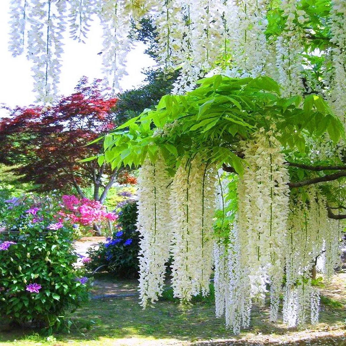 wisteria flor. “alba” - slika 4