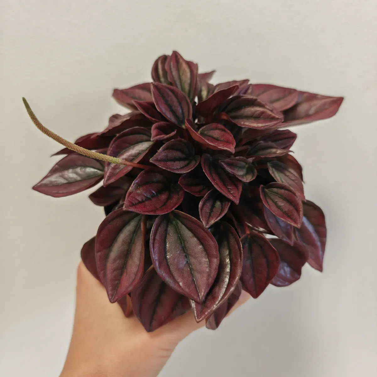 peperomia caperata “cayenne” - slika 3