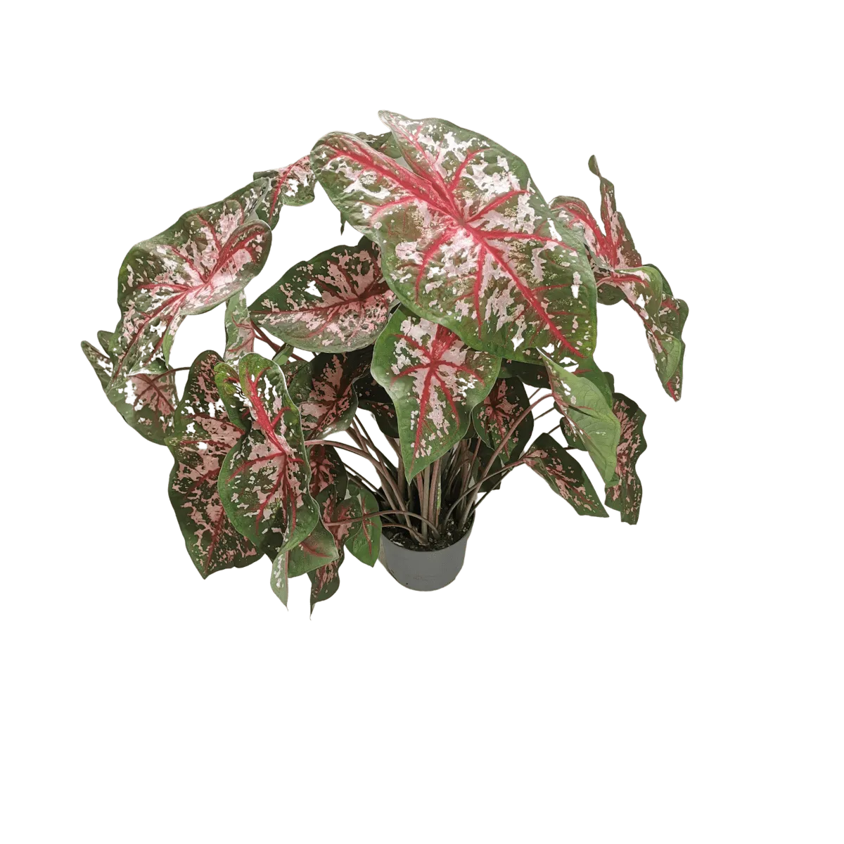 caladium “carolyn whorton” - slika 2