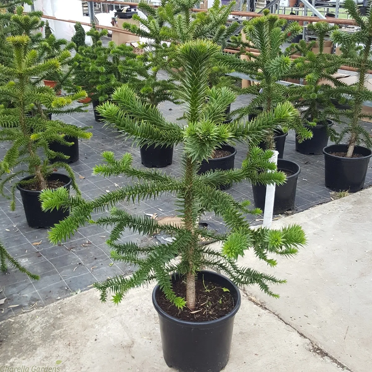 araucaria araucana - slika 2