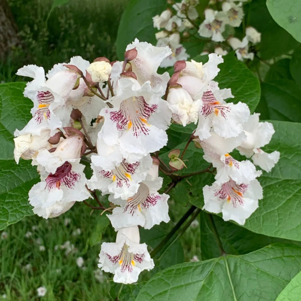 catalpa bignonioides “nana” - slika 2