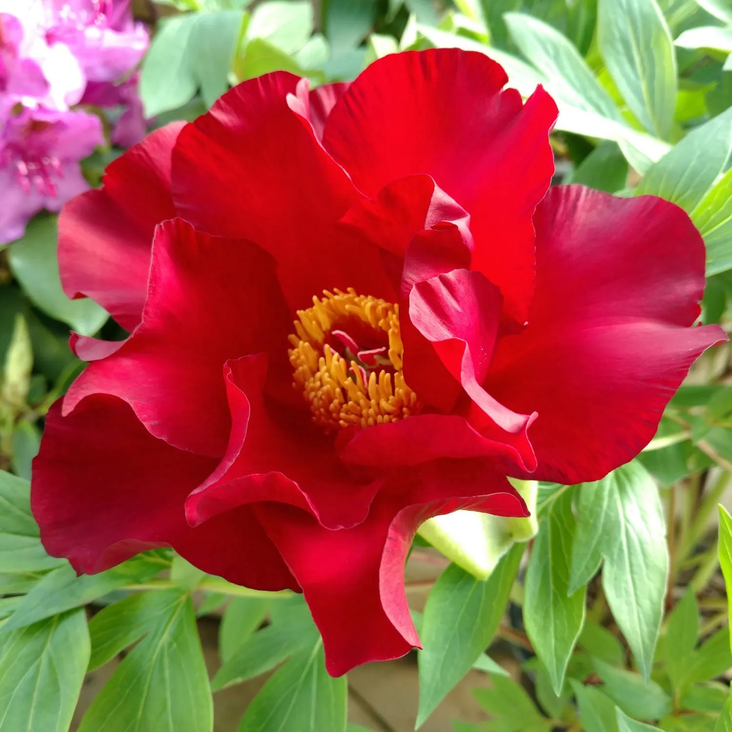 PAEONIA LACTIFLORA /zeljasti božur - Nurkovac, Brestovac