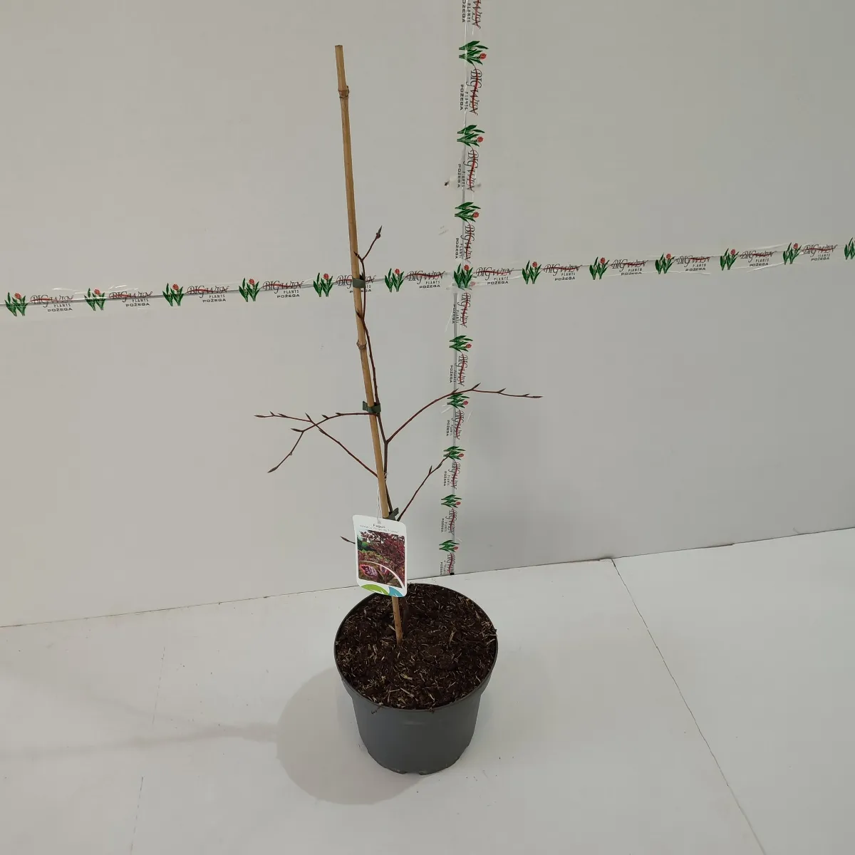 fagus syl.”tricolor” - slika 2