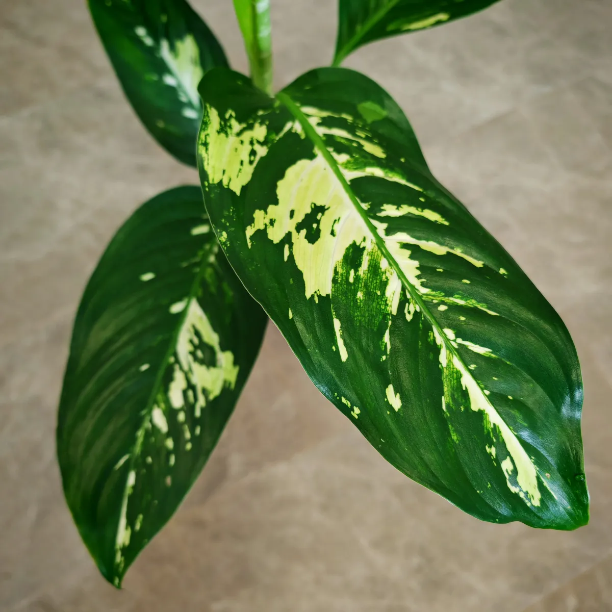 dieffenbachia “yellow star” - slika 3