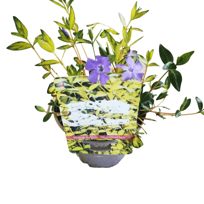 vinca minor - slika 2