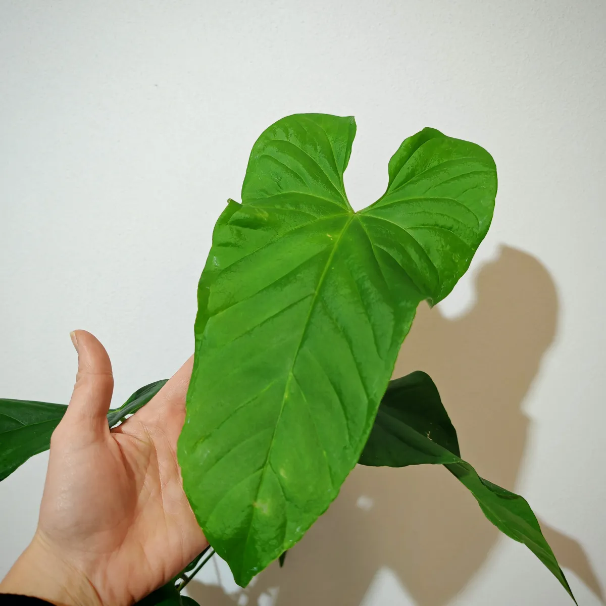 anthurium balaloanum - slika 2