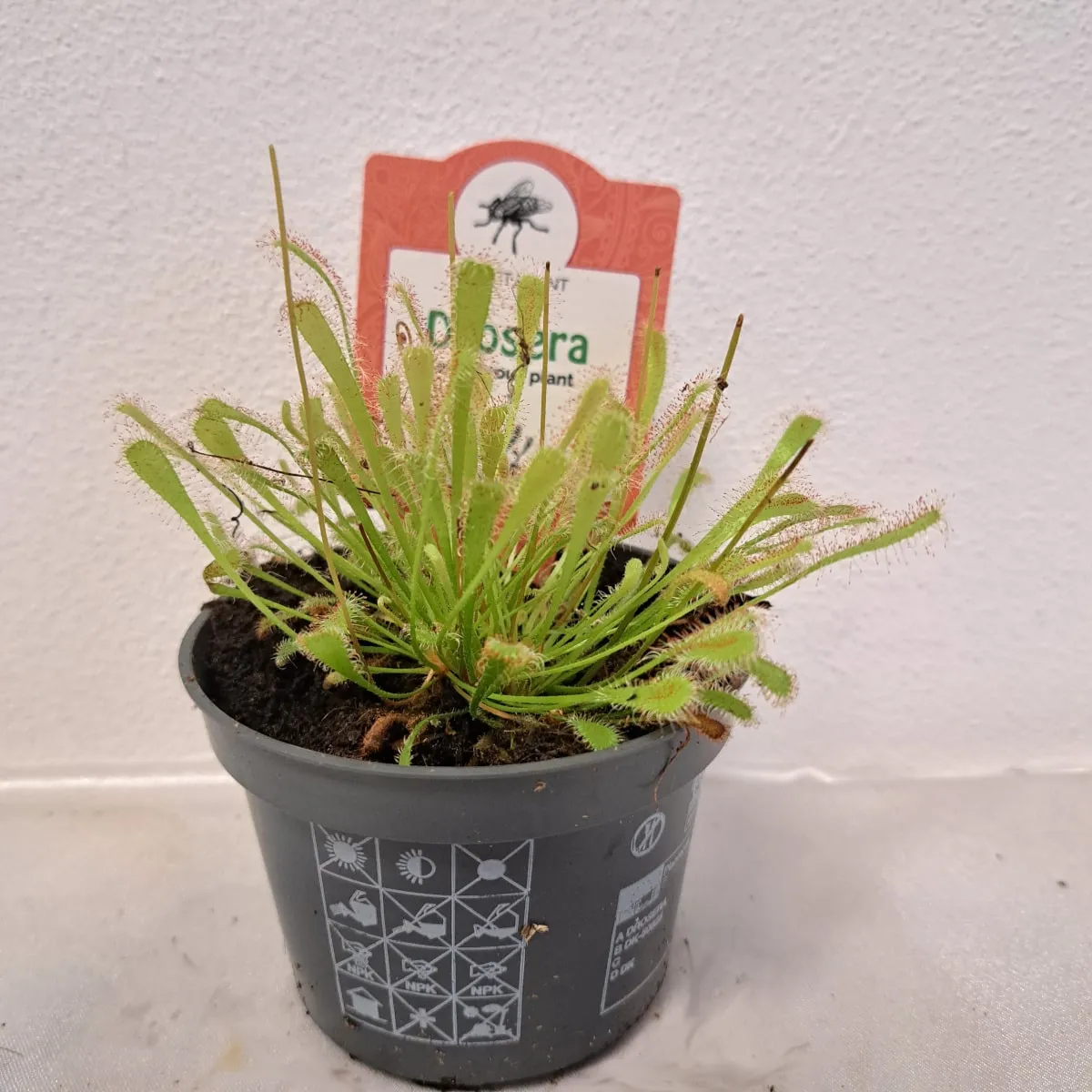 muholovke / drosera - slika 7