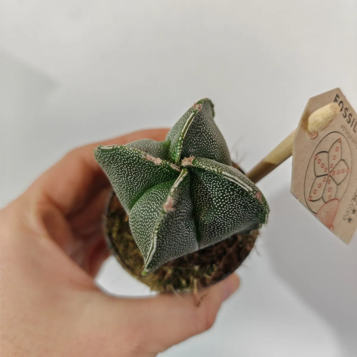 astrophytum myriostigma - slika 5