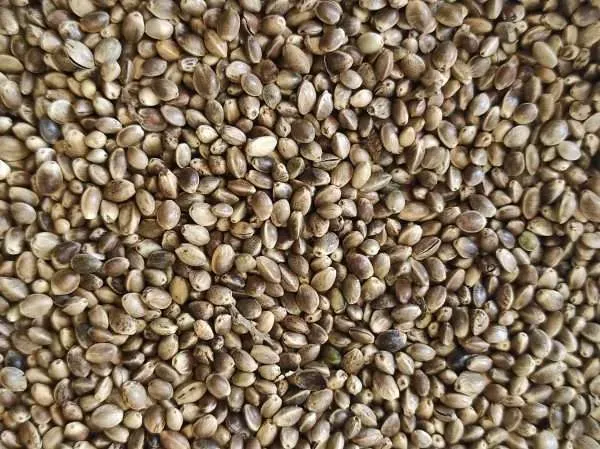 KONOPLJA ZA PTICE 1kg - Đakovo