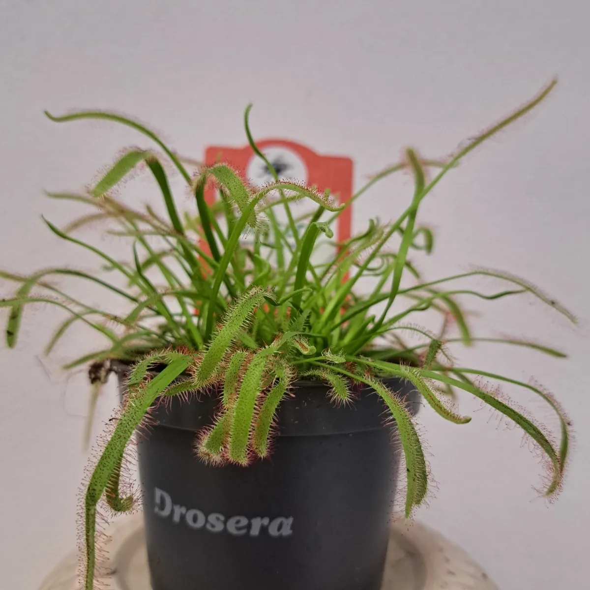 muholovke / drosera - slika 10