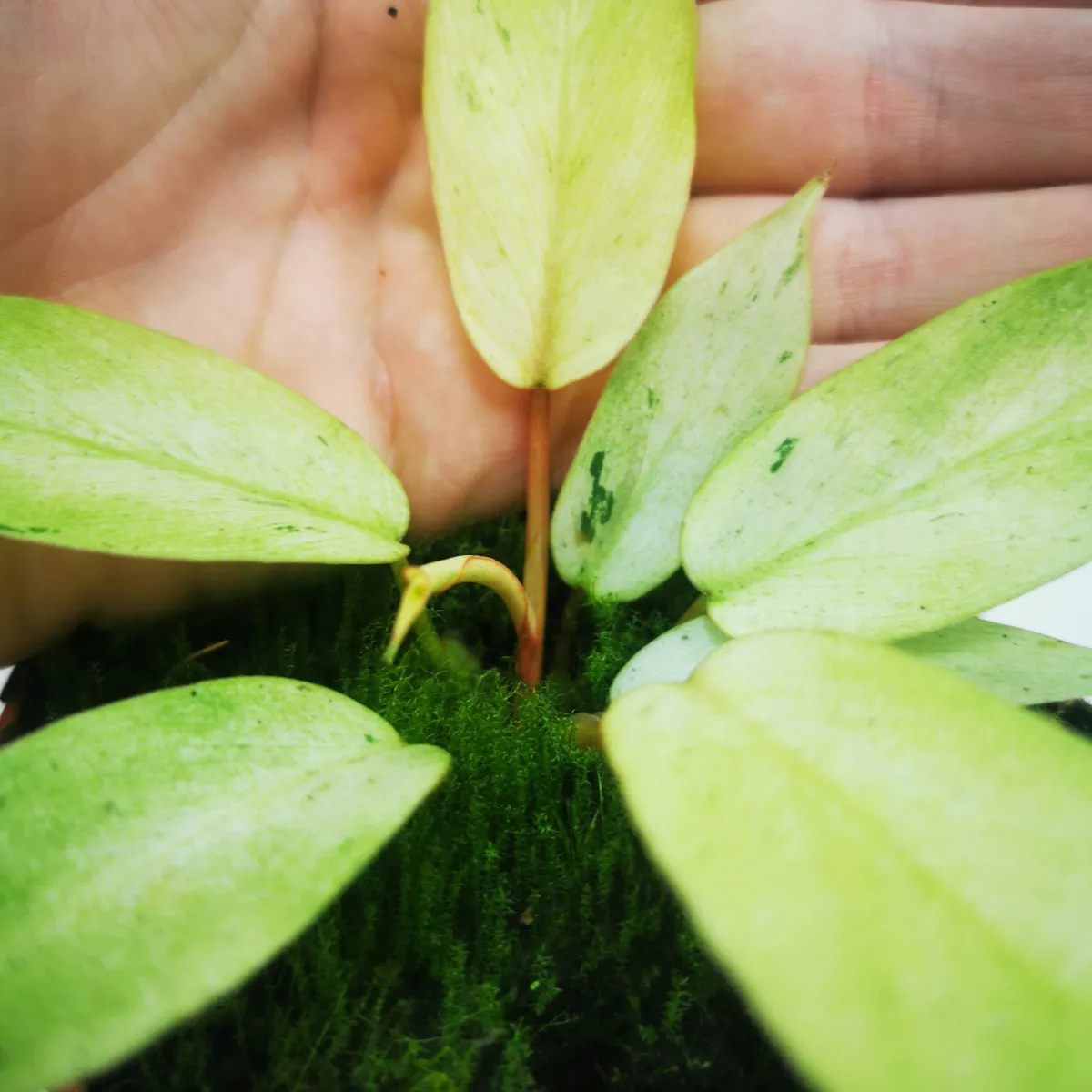 philodendron “snowdrift” - slika 2